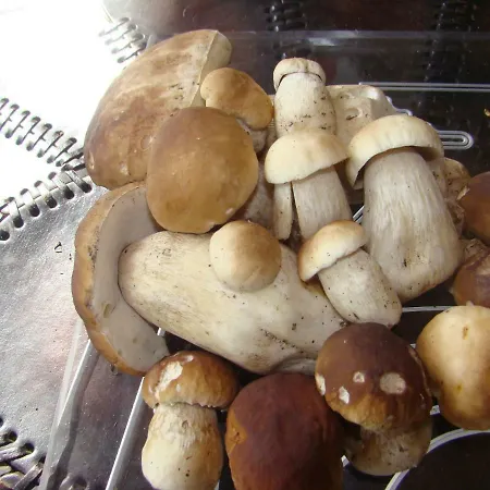 Honey Apartment Polanica-Zdroj