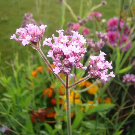 Honey Polanica-Zdrój