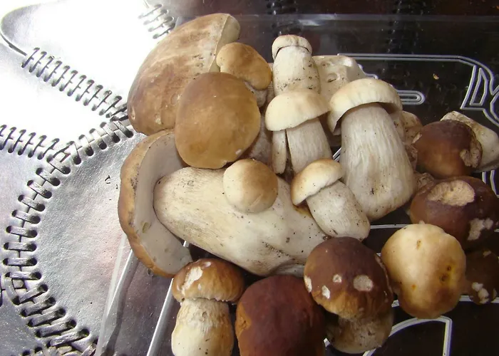 Honey Appartement Polanica-Zdrój