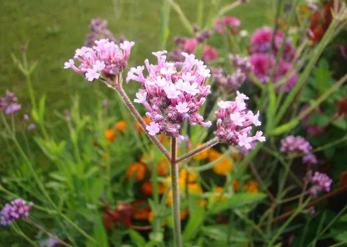 Honey Polanica-Zdrój